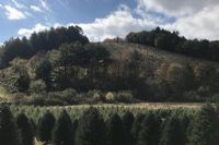 Sapin naturel en Estrie : on le cultive ici, alors pourquoi l'acheter déjà sec?